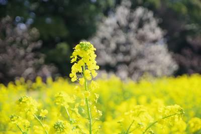  濱離宮恩賜庭園油菜花和梅花