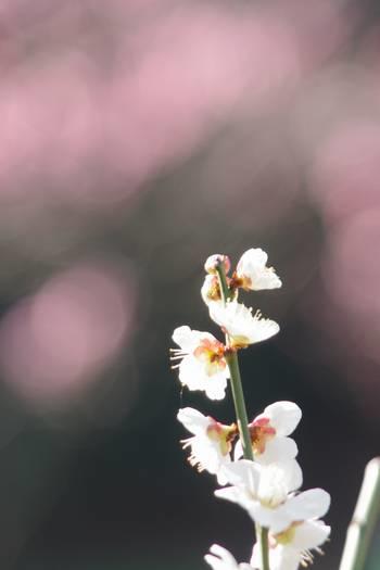  濱離宮恩賜庭園油菜花和梅花