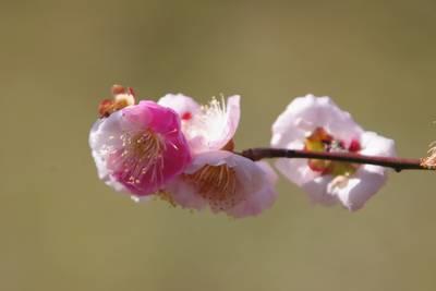  濱離宮恩賜庭園油菜花和梅花