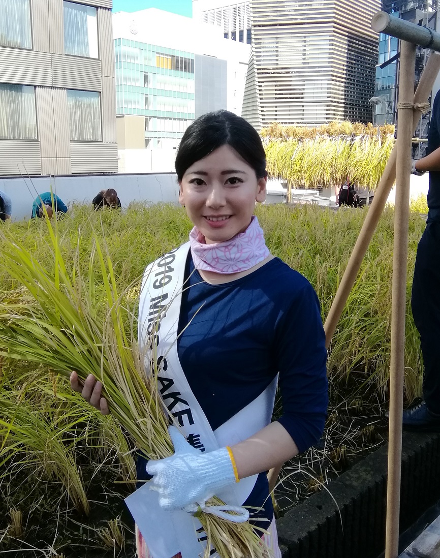 並且,也採訪了2019 Miss SAKE亞軍富田梨花。 2019白鶴銀座天空農場割稻子
　～白鶴酒造～