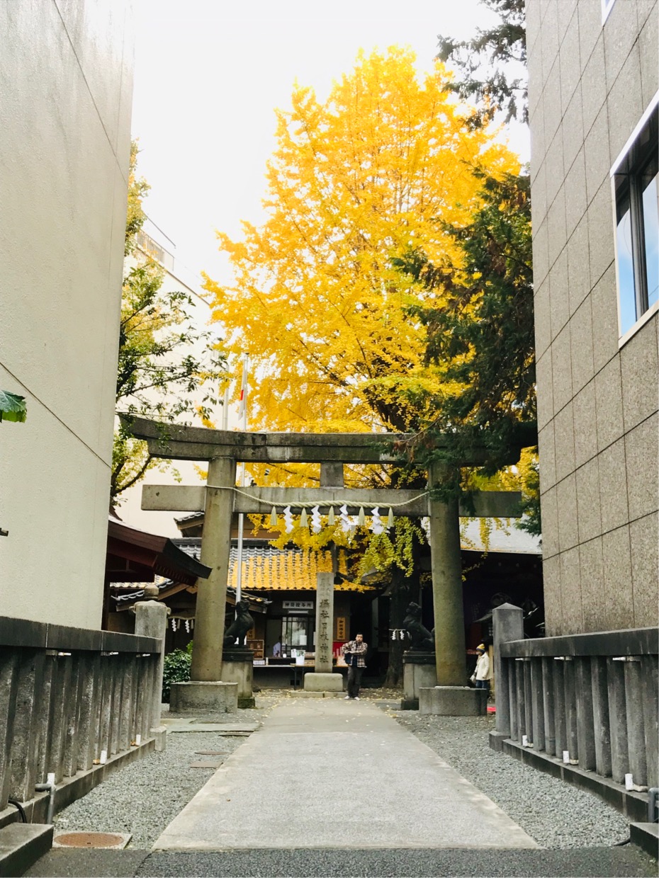 山王御旅所日本橋日枝神社～〇〇運可能會上升!? 閃耀著金黃色銀杏的3個神社