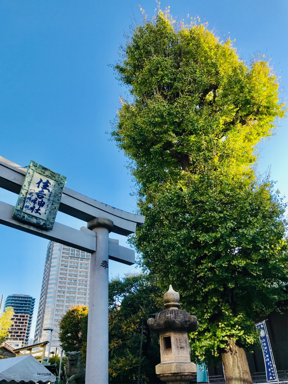 在佃的天空中茁壯成長的大銀杏～住吉神社～〇〇運可能會上升!? 閃耀著金黃色銀杏的3個神社