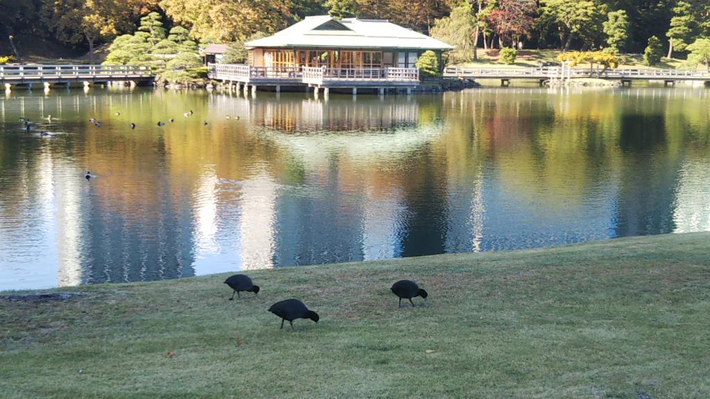 潮入池塘裡有很多水鳥在都立庭園紅葉巡遊蓋章比賽前往濱離宮