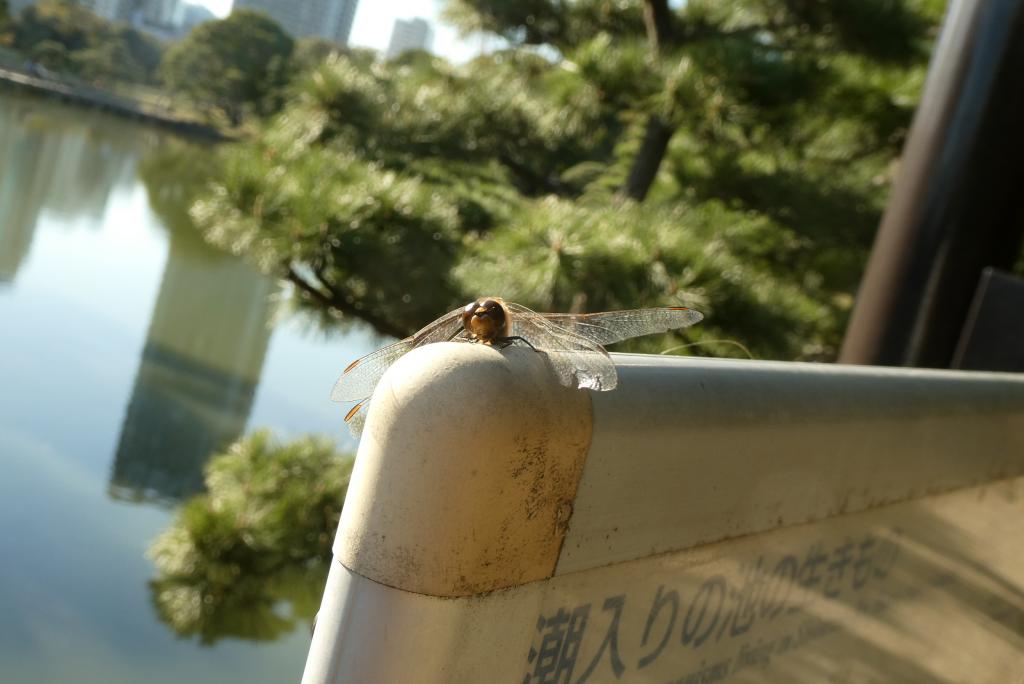 還有紅蜻蜓在都立庭園紅葉巡遊蓋章比賽去濱離宮