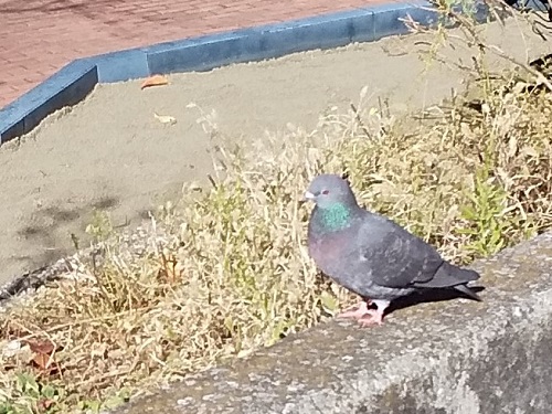  哈特公園和哈特?？？