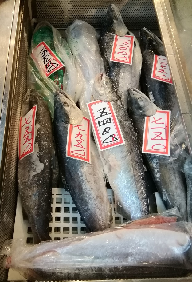 一條鮭魚築地的“しゃんこ”非常友好。
　～鮭魚店昭和食品～