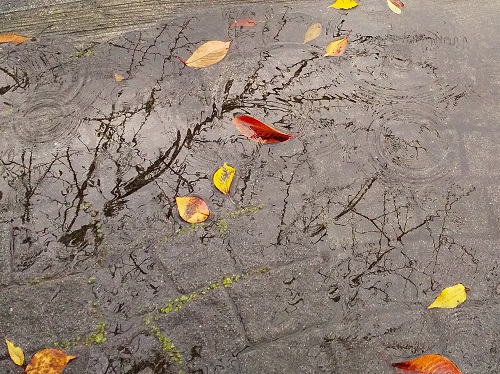  如果下雨的話,中央區